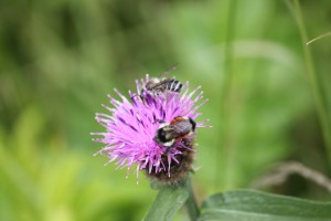 Bees on thistle. Image by Karen G. Johnston
