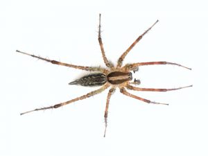 grass spider, most common spider in NJ